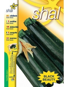 CALABACIN BLACK BEAUTY