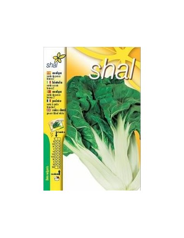 ACELGA VERDE PENCA BLANCA-2 (PRECIO UNIPRECIO)