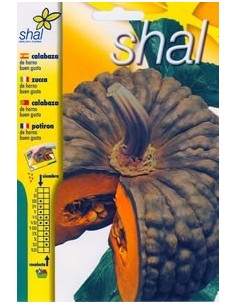 CALABAZA DE HORNO BUEN GUSTO (SOBRE UNIPRECIO)