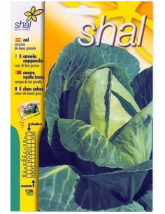 COL CORAZÓN DE BUEY GRANDE (SOBRE UNIPRECIO)