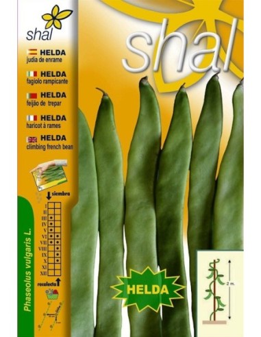 JUDÍA DE  SIEMBRA - CLASE HELDA.