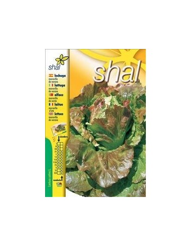 LECHUGA MARAVILLA DE VERANO (SOBRE UNIPRECIO)