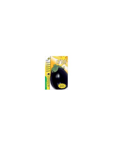 BERENJENA NEGRA BLACK BEAUTY (SOBRE UNIPRECIO)