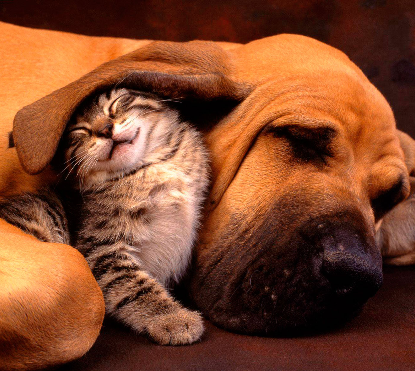 REDOMIN VITA PARA TUS PERROS Y GATOS