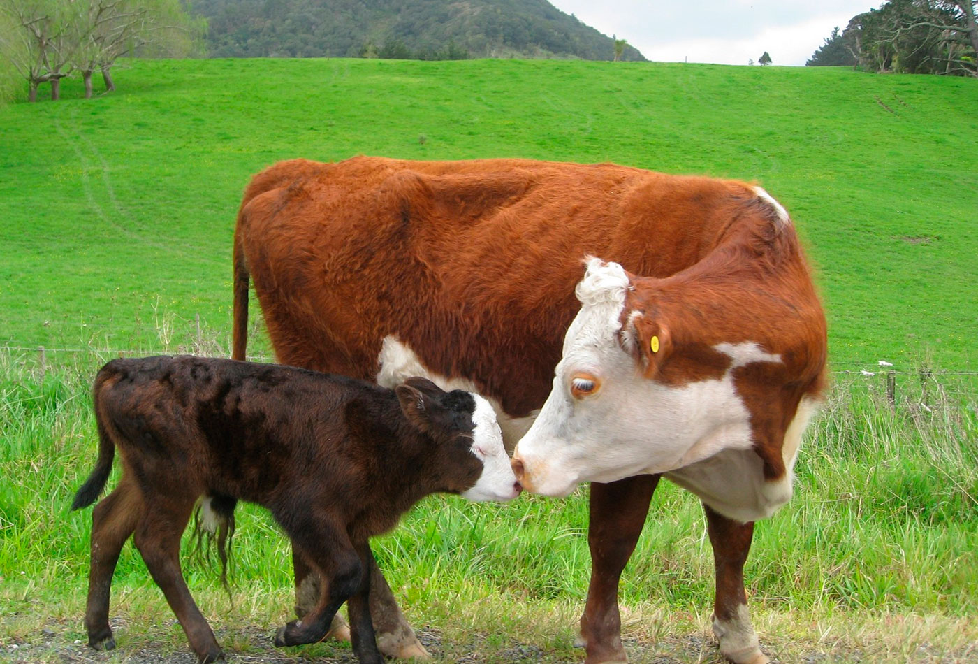 VI JORNADA CIENTÍFICO TÉCNICA INTERNACIONAL DE REPRODUCCION BOVINA