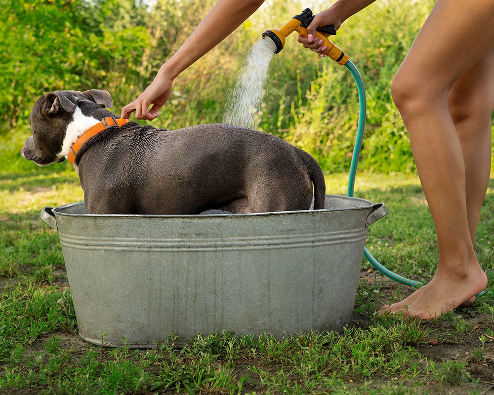 La importancia de mantener a los animales hidratados y protegidos del calor en verano