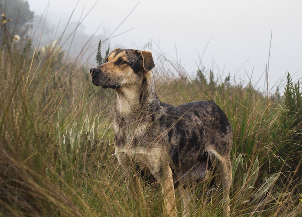 Accesorios para perros de caza y pastoreo: básicos para el campo
