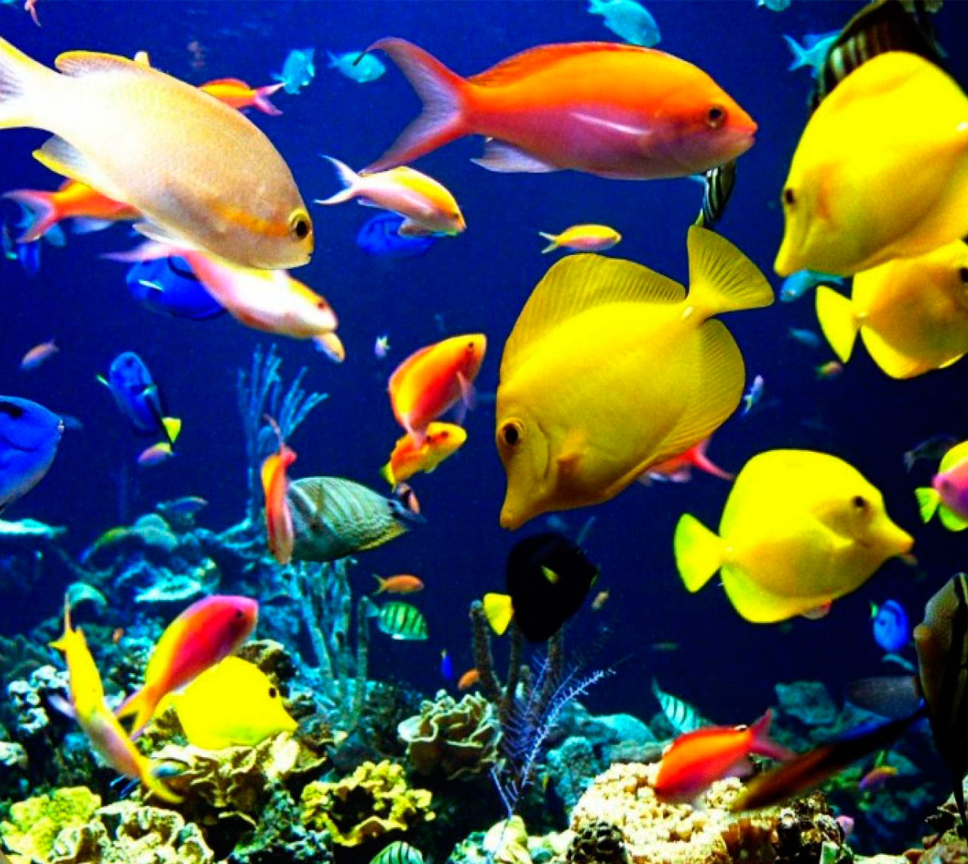ALIMENTACIÓN PARA PECES