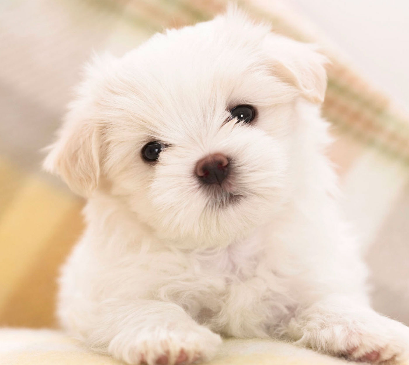La mejor leche maternizada para tus cachorros