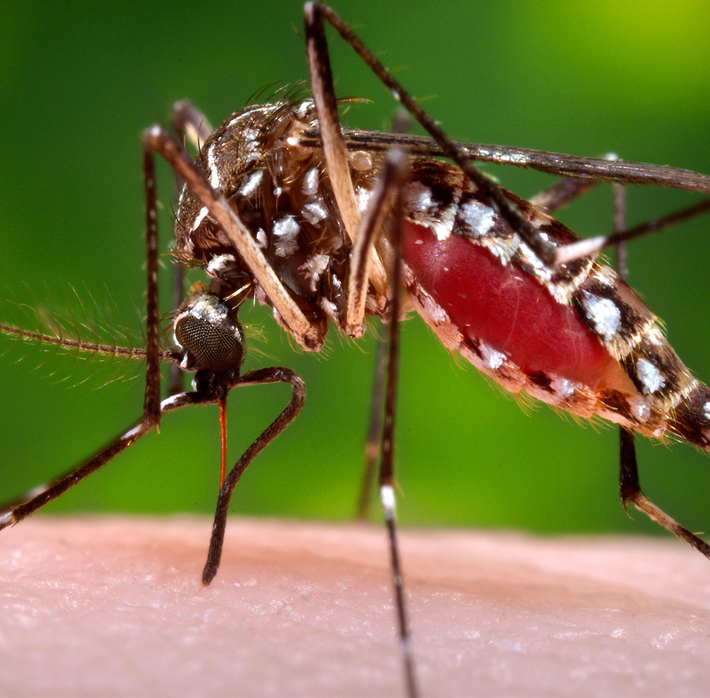PREVENCIÓN DEL VIRUS ZIKA