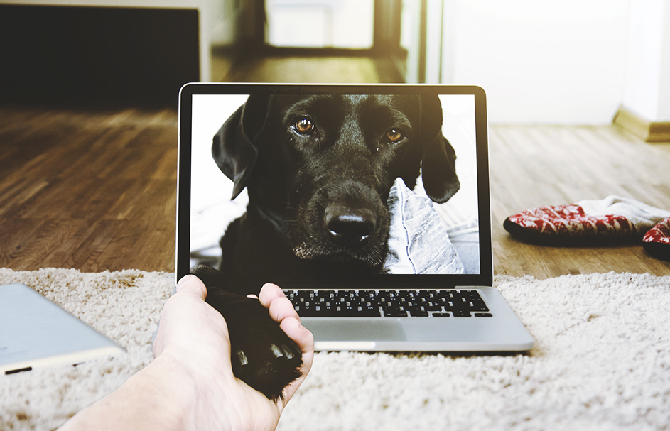 En vigor el Real Decreto de venta a distancia de medicamentos veterinarios sin receta