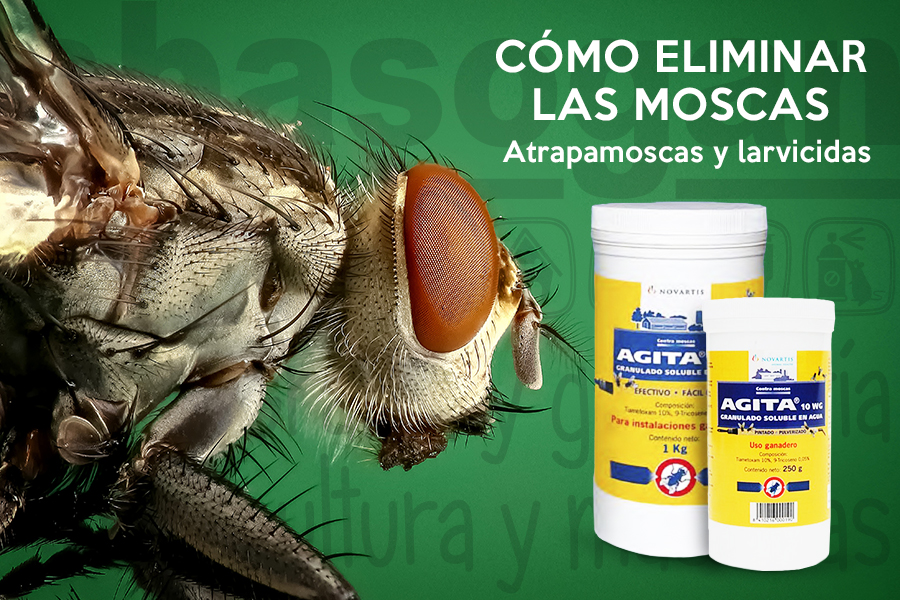 Te contamos cómo eliminar las moscas