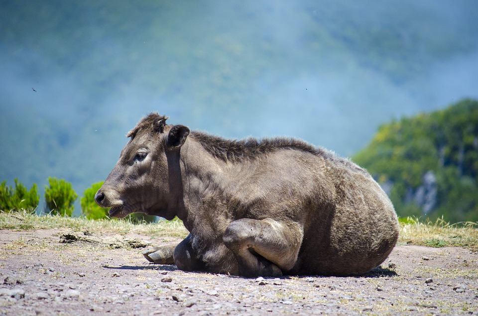 ¿Cómo afectaría la tuberculosis animal a la ganadería y caza?