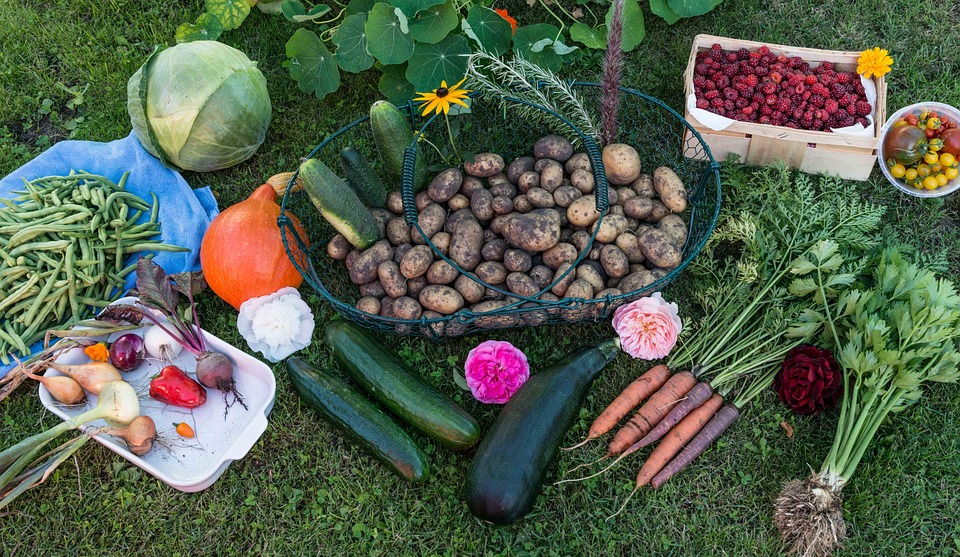 Crea tu propio huerto en casa con semillas de Productos de ganadería