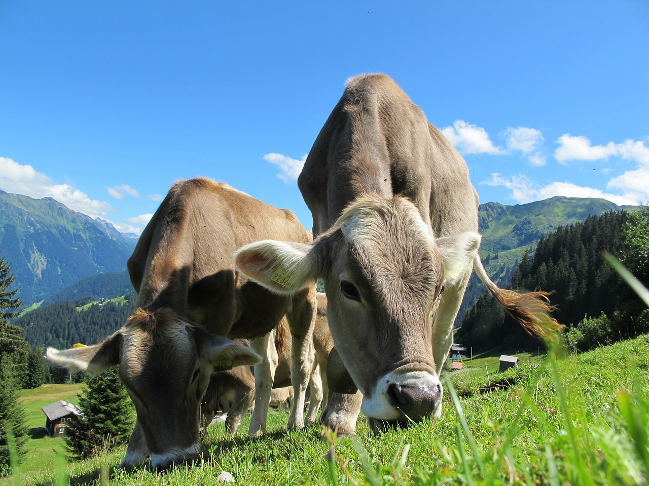 ¿Conoces todas las curiosidades sobre las vacas?