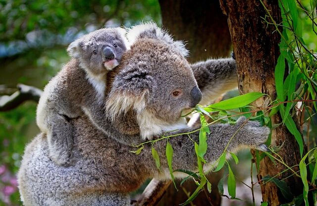 10 mamás animales sorprendentes