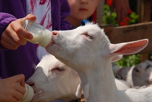 ¿Cómo alimentar con biberón a un cabrito?