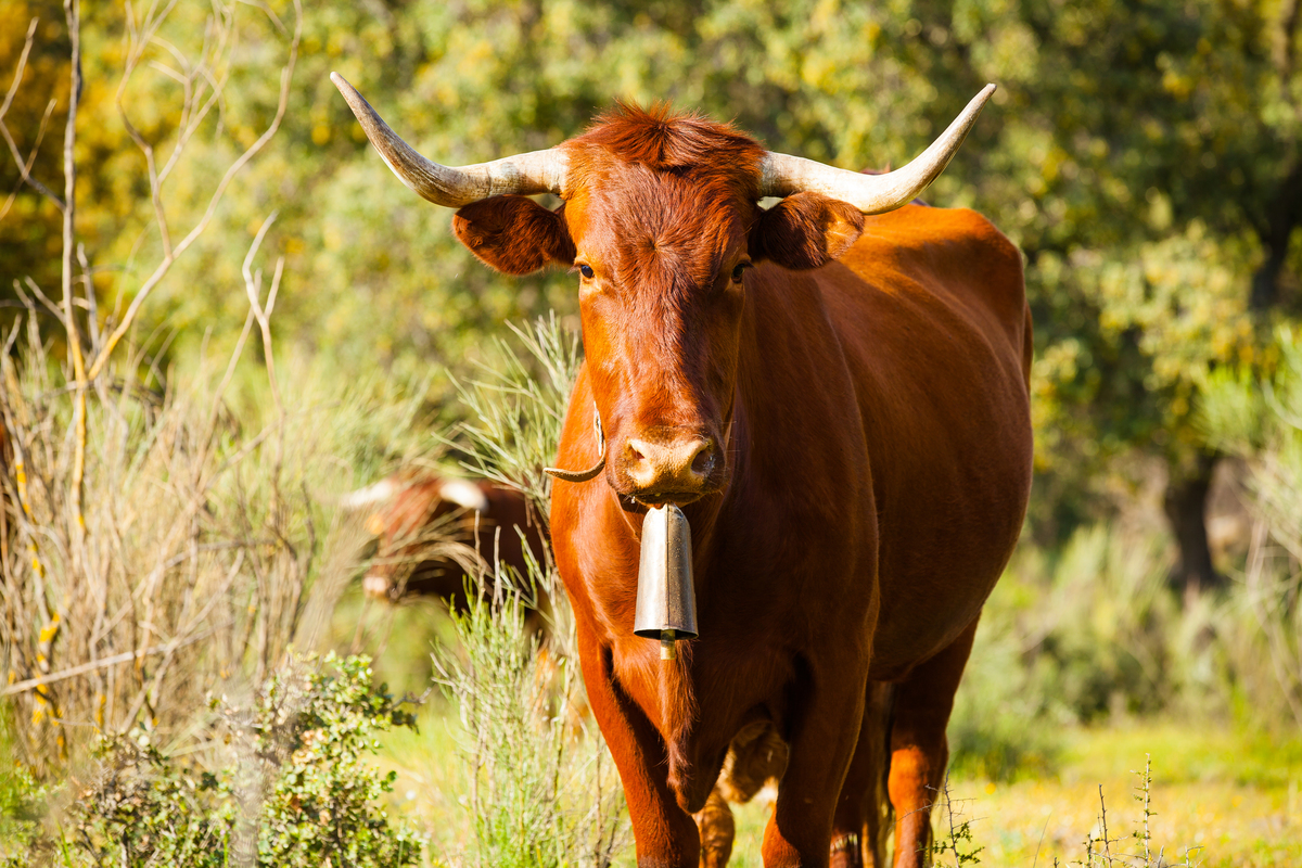Consejos para descornar correctamente a tu ganado