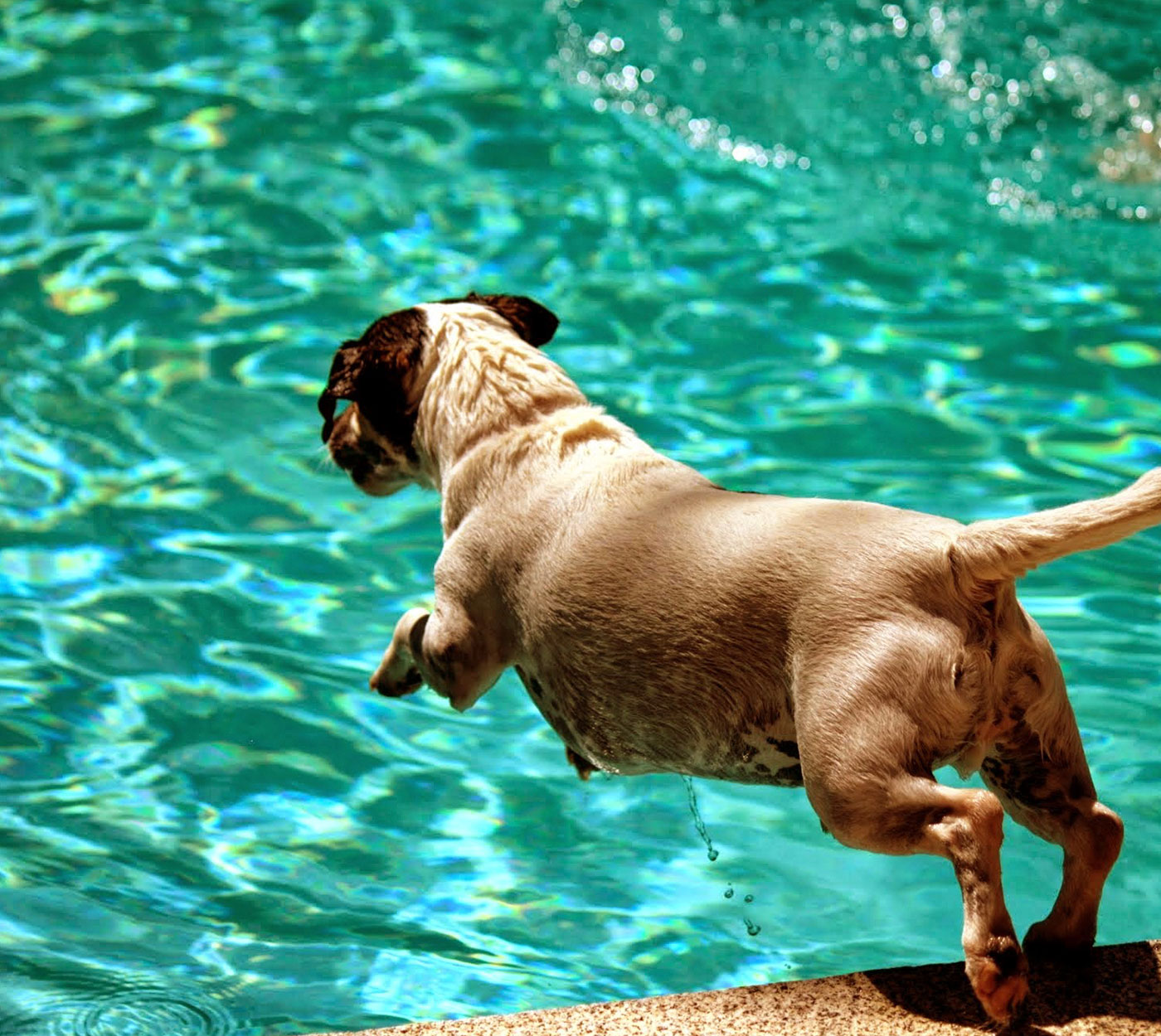 SUPLEMENTO DE CALCIO PARA TUS PERROS