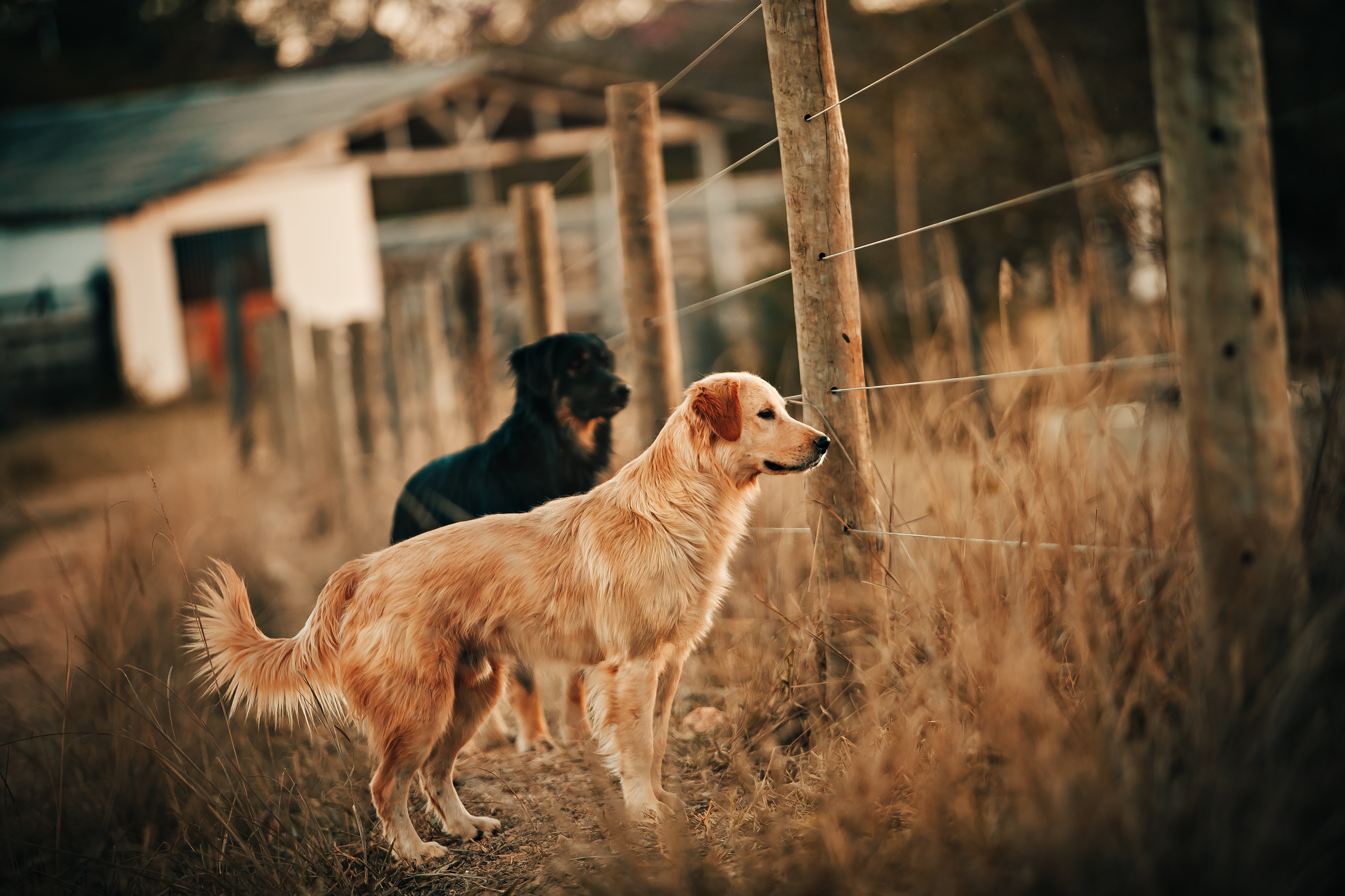La labor del perro pastor