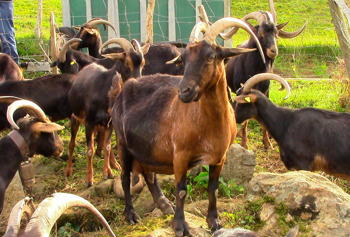 CONSUMO DE CARNE OVINO Y CAPRINO