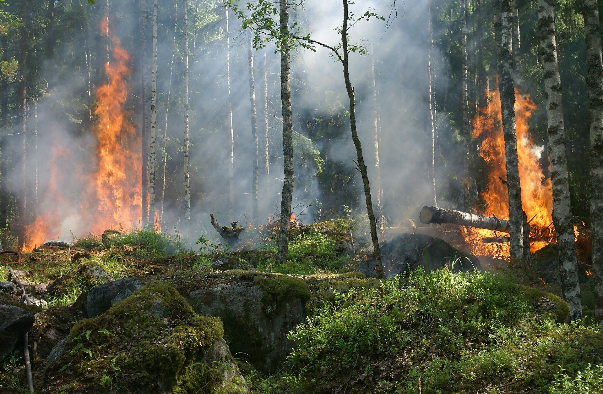 El pastoreo como arma para la prevención de incendios