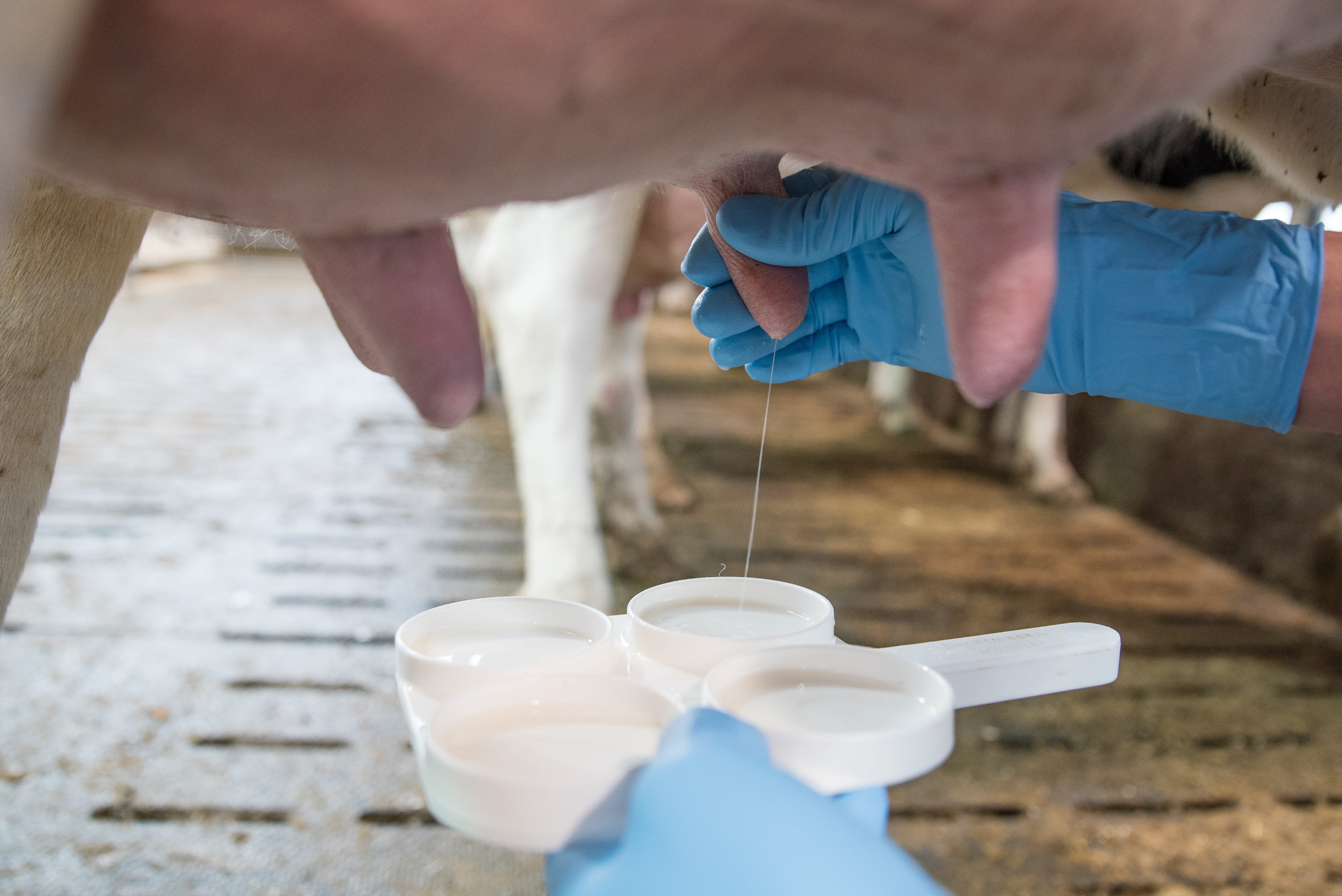 La mastitis, la enfermedad que provoca más perdidas económicas
