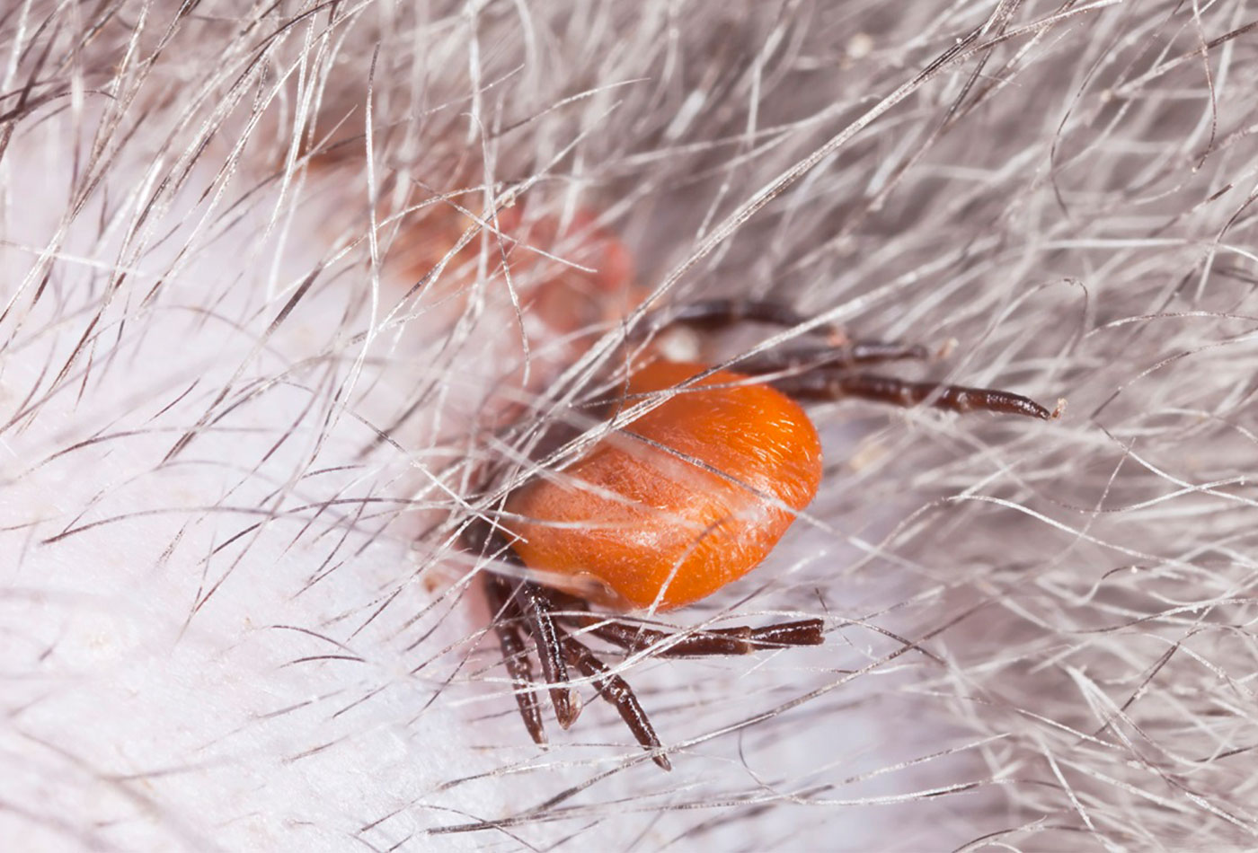 GARRAPATAS,COMO AFECTAN A LA GANADERIA EN ESPAÑA