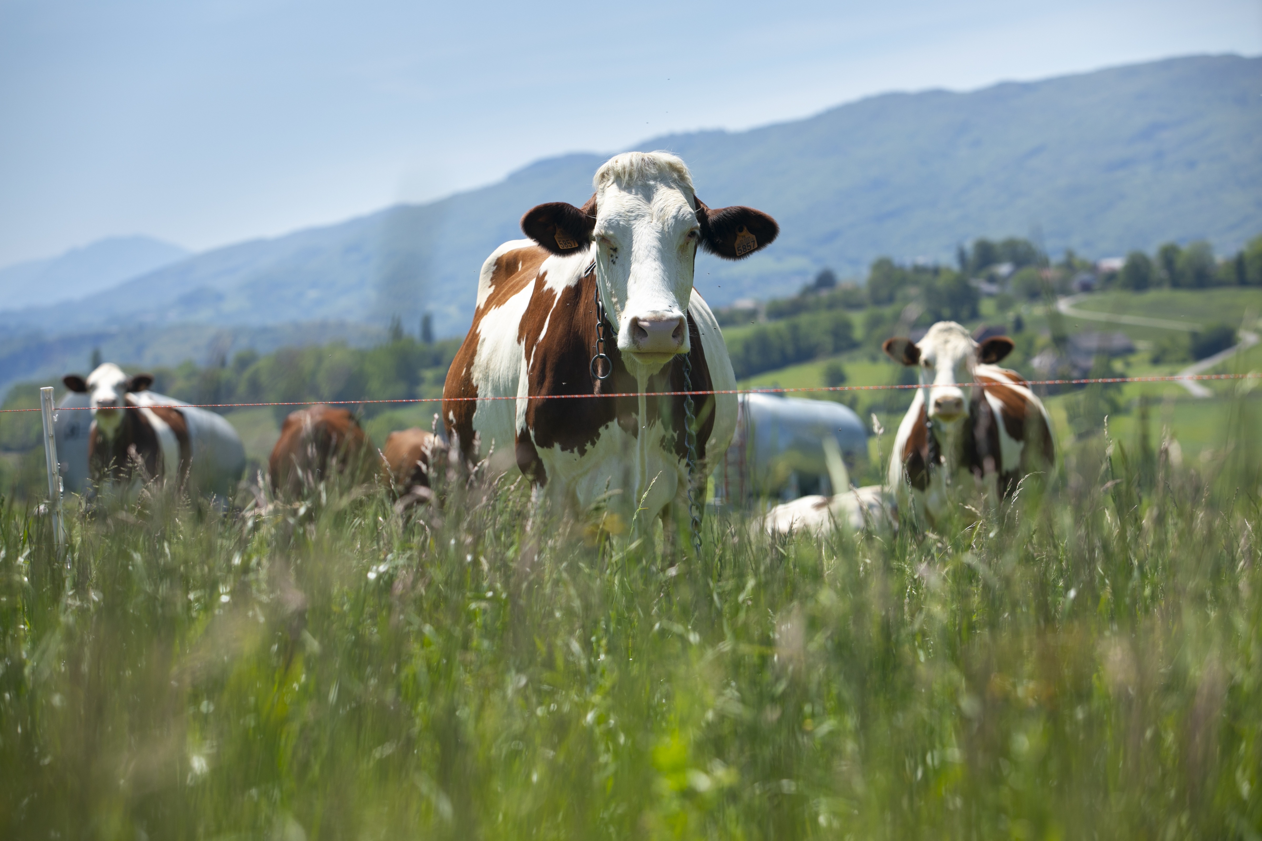 Control de plagas y bioseguridad en ganadería: cómo proteger tus animales e instalaciones