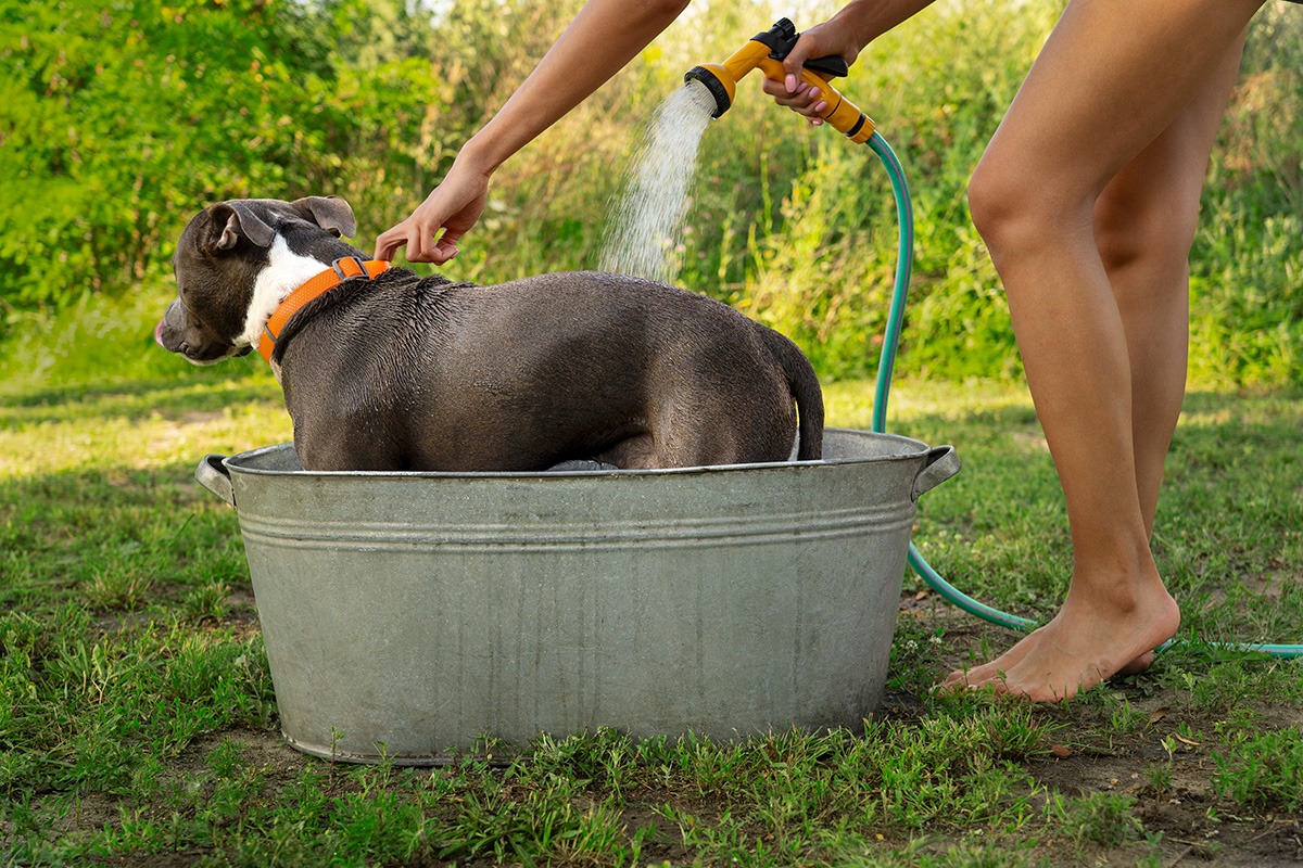 La importancia de mantener a los animales hidratados y protegidos del calor en verano