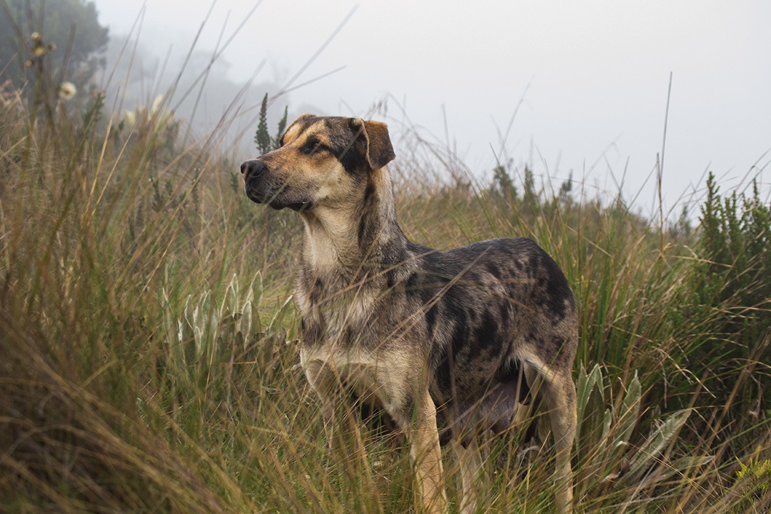 Accesorios para perros de caza y pastoreo: básicos para el campo